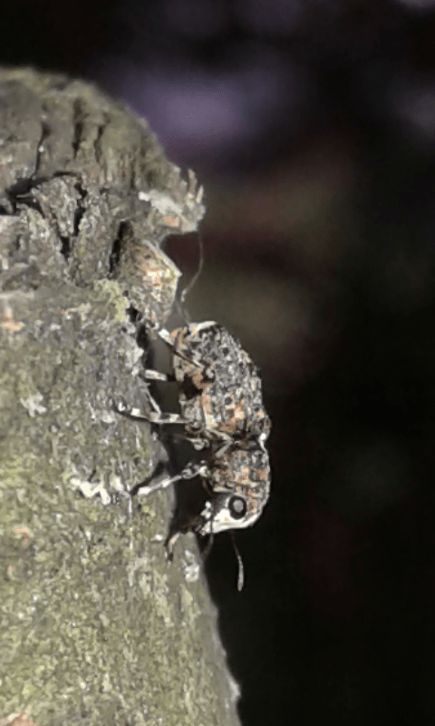 Anthribidae: Dissoleucas niveirostris? S.